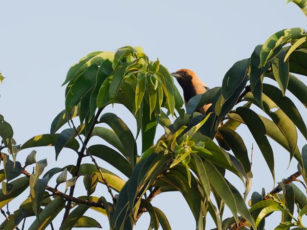 Sabeltangare (Stilpnia cayana)